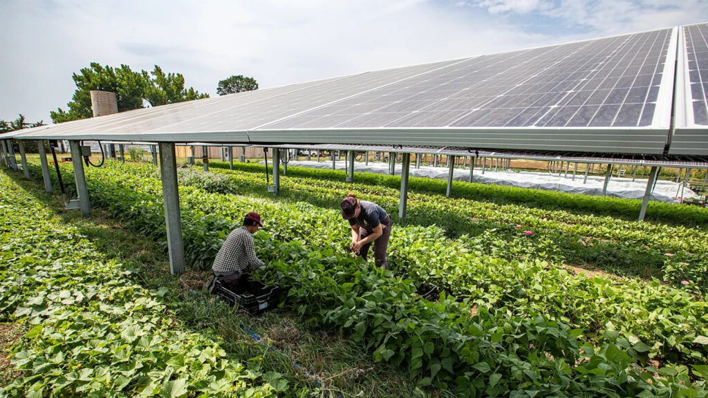 Agrivoltaics: How solar panels are changing agriculture - Professional ...